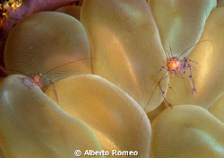 Two small commensal shrimp on sea anemone.
Nikon 801s+60... by Alberto Romeo 